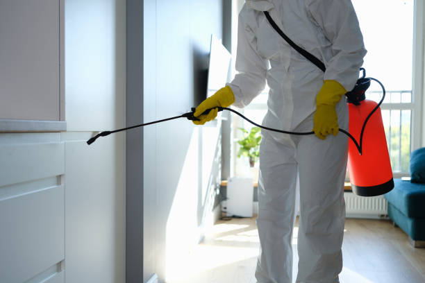 Attic Mold Removal in Snow Hill, MD