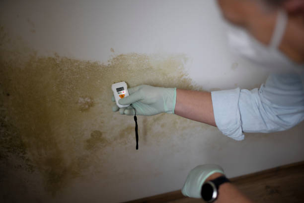 Mold Removal Process in Snow Hill, MD