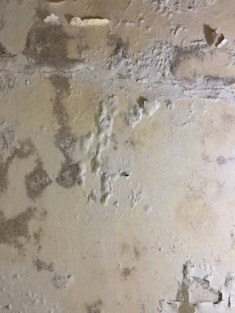 Professional Mold Removal in Snow Hill, MD