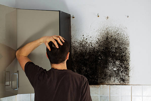 Best Certified Mold Removal  in Snow Hill, MD