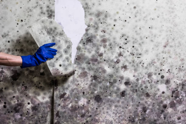 Best Attic Mold Removal  in Snow Hill, MD